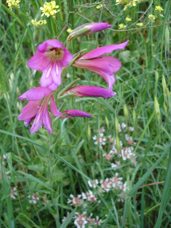 Gladiolus italicus (=segetum) / Gladiolo delle messi