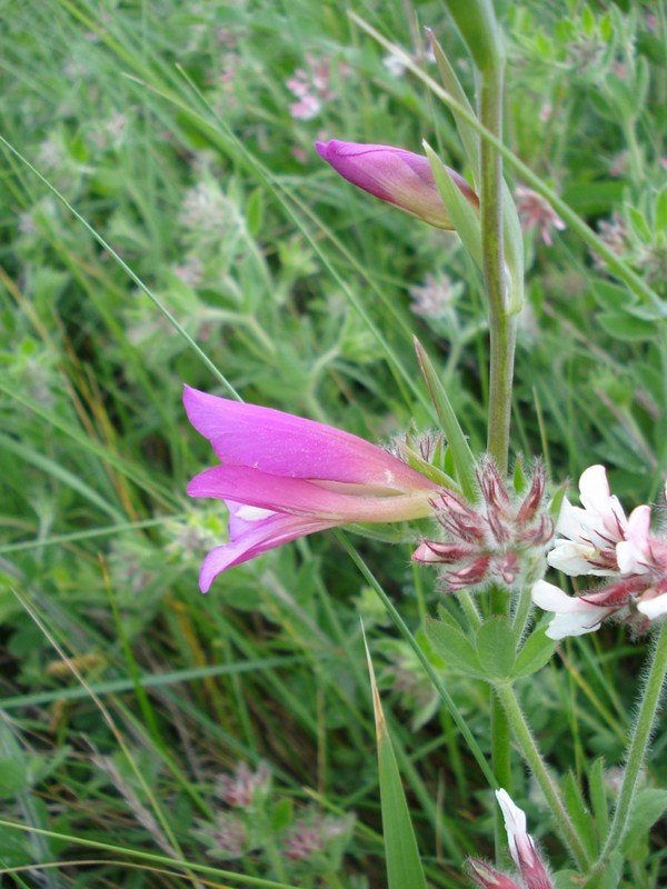 Gladiolus italicus (=segetum) / Gladiolo delle messi