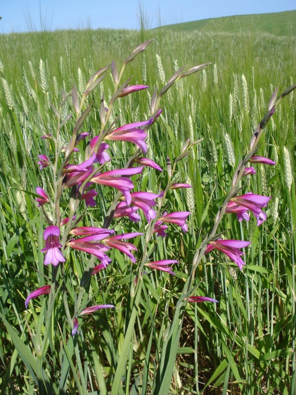 Gladiolus italicus (=segetum) / Gladiolo delle messi