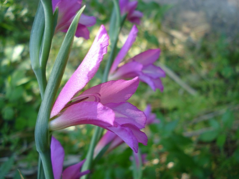 Gladiolus italicus (=segetum) / Gladiolo delle messi