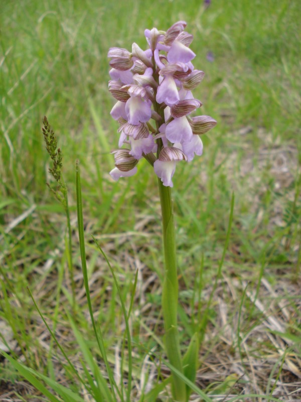 Orchis morio albina