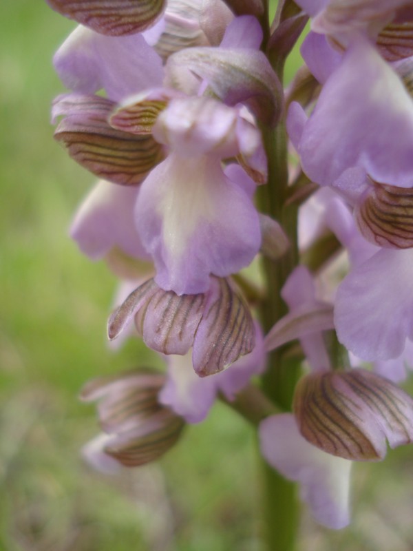 Orchis morio albina