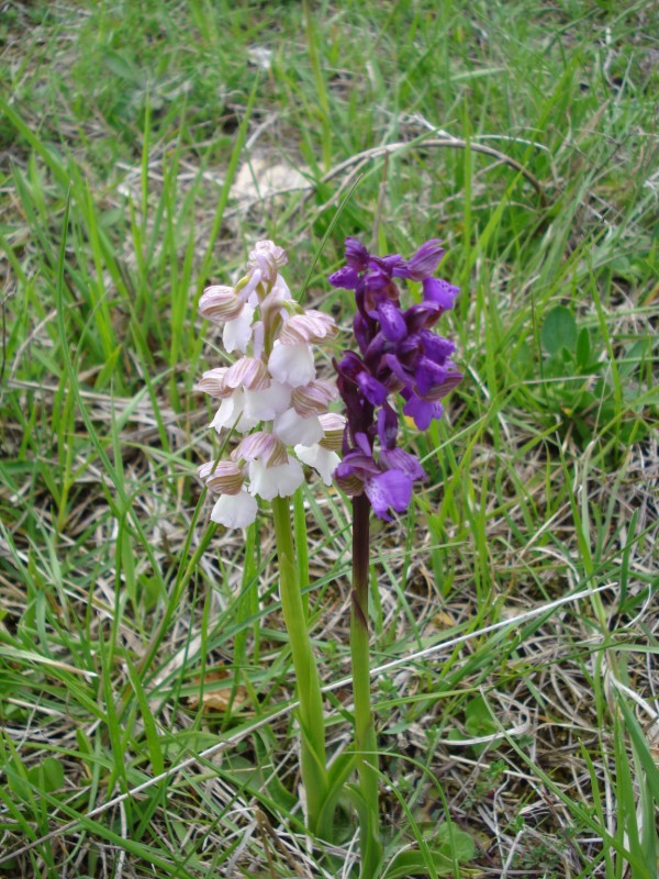 Orchis morio albina