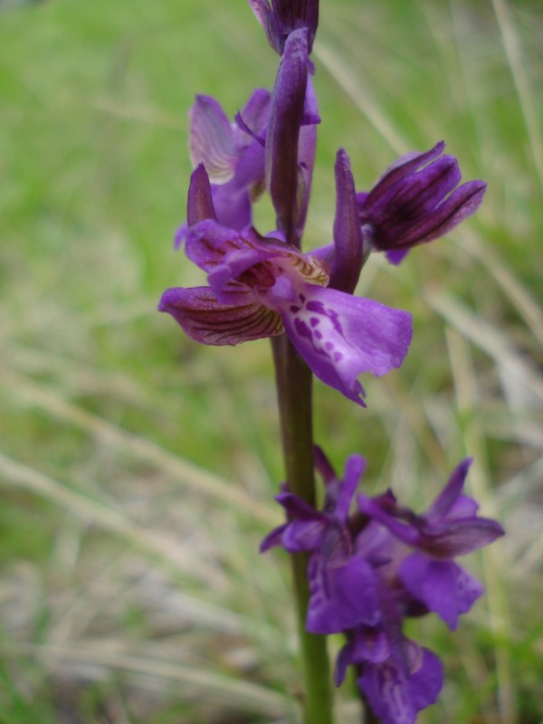 Orchis morio albina