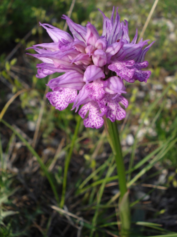 Orchis tridentata