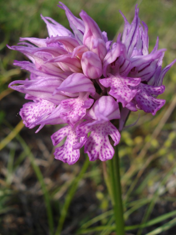 Orchis tridentata