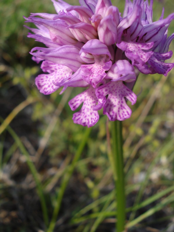 Orchis tridentata