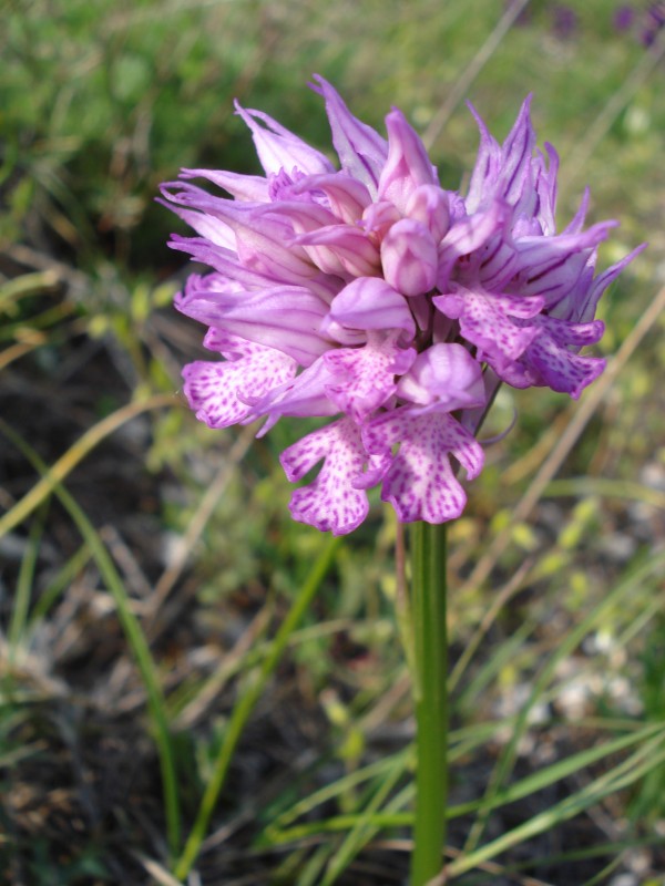 Orchis tridentata