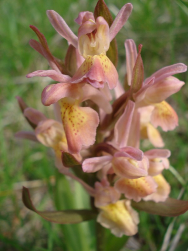 Dactylorhiza sambucina