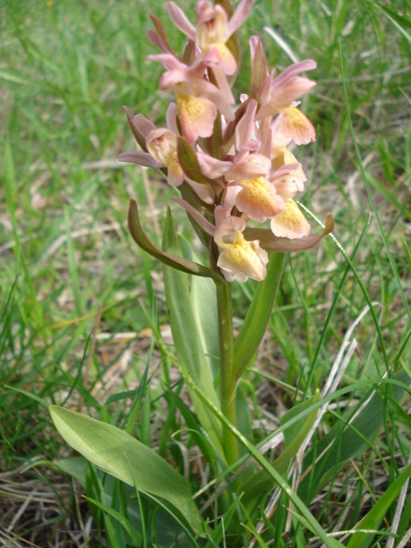 Dactylorhiza sambucina