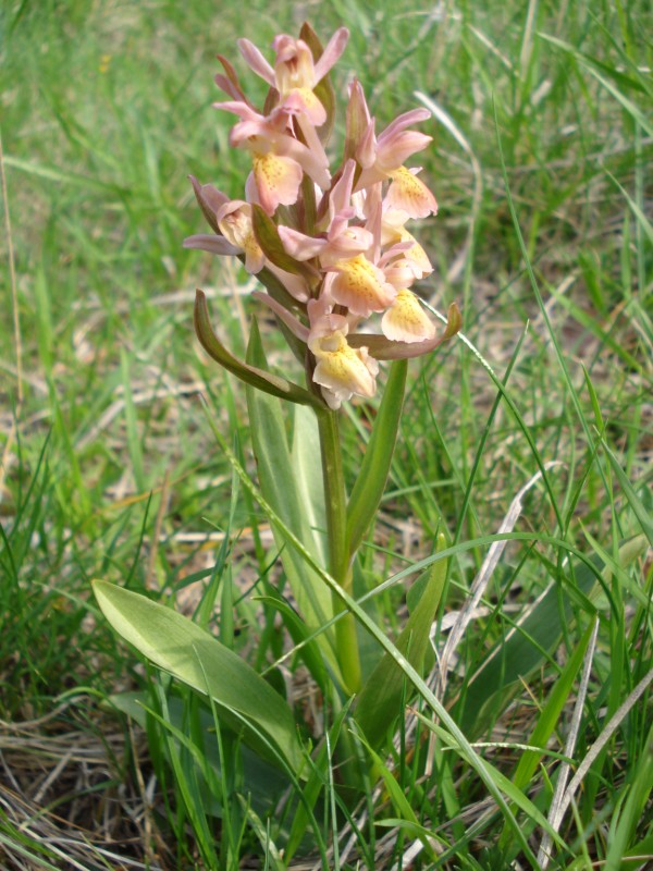 Dactylorhiza sambucina