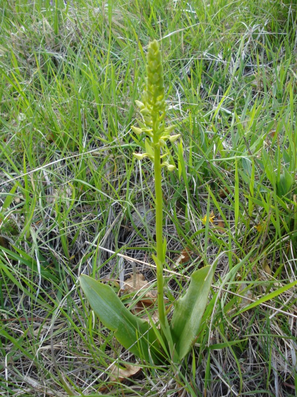 Platanthera chlorantha