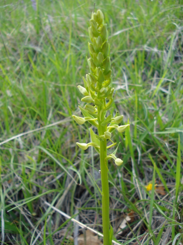 Platanthera chlorantha