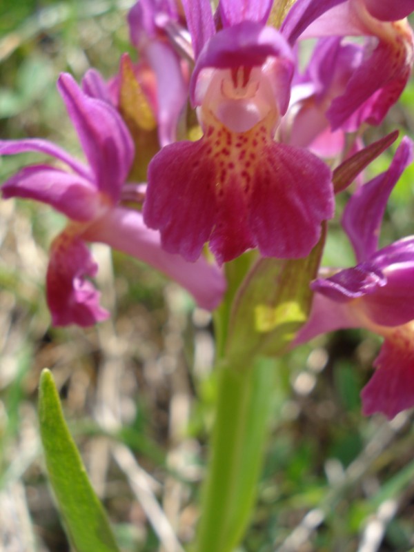 Dactylorhiza sambucina