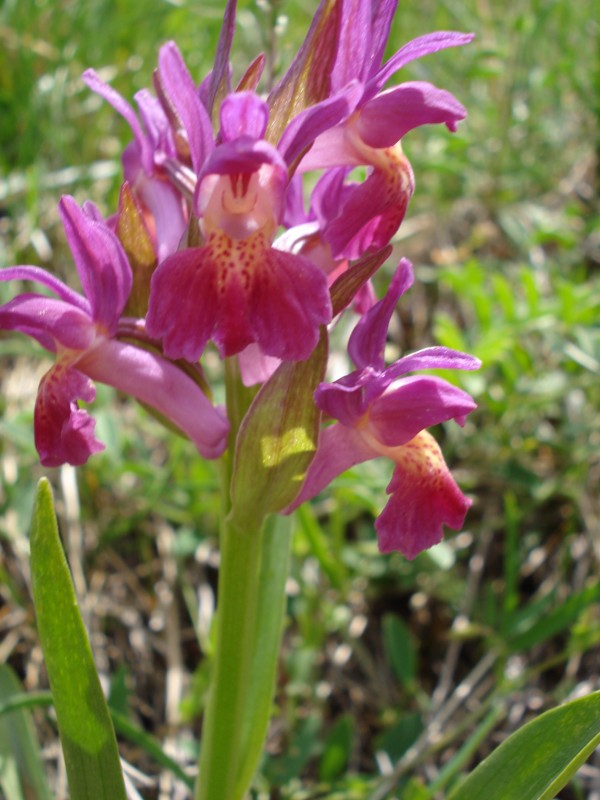 Dactylorhiza sambucina