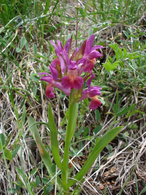 Dactylorhiza sambucina