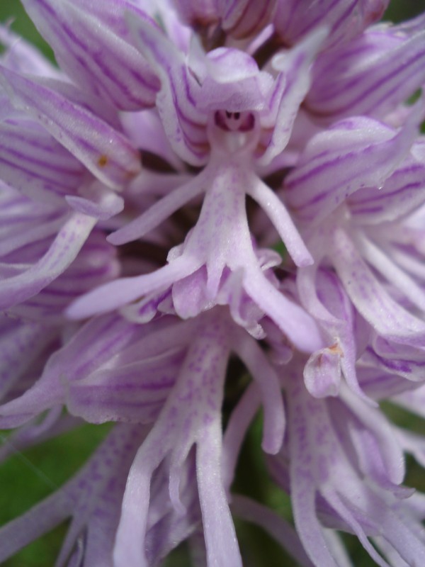 Orchis italica