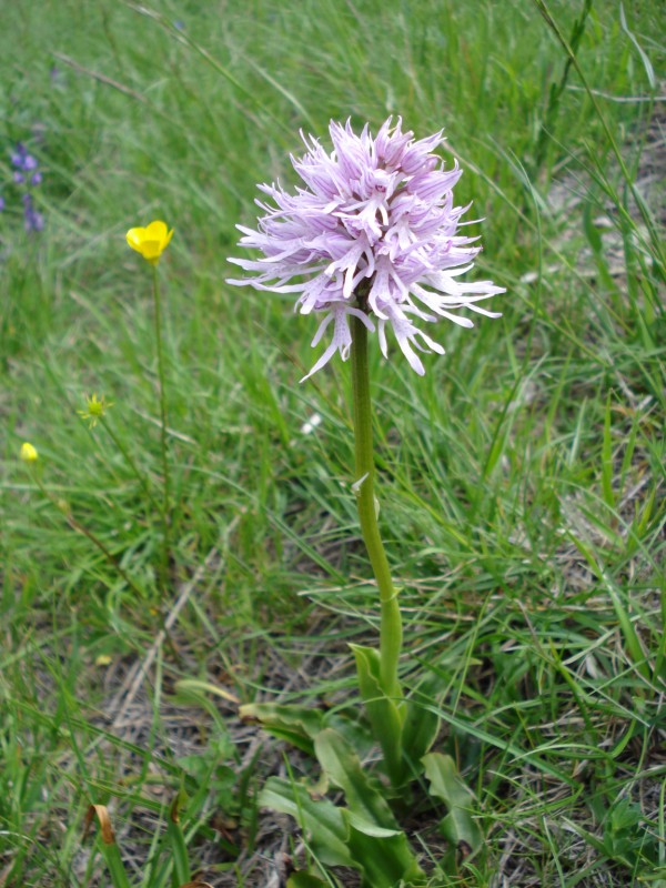 Orchis italica