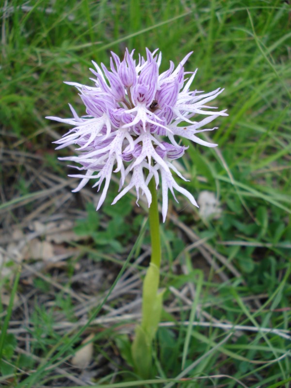 Orchis italica