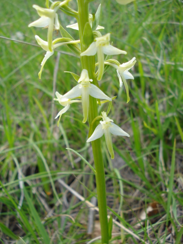 Platanthera chlorantha