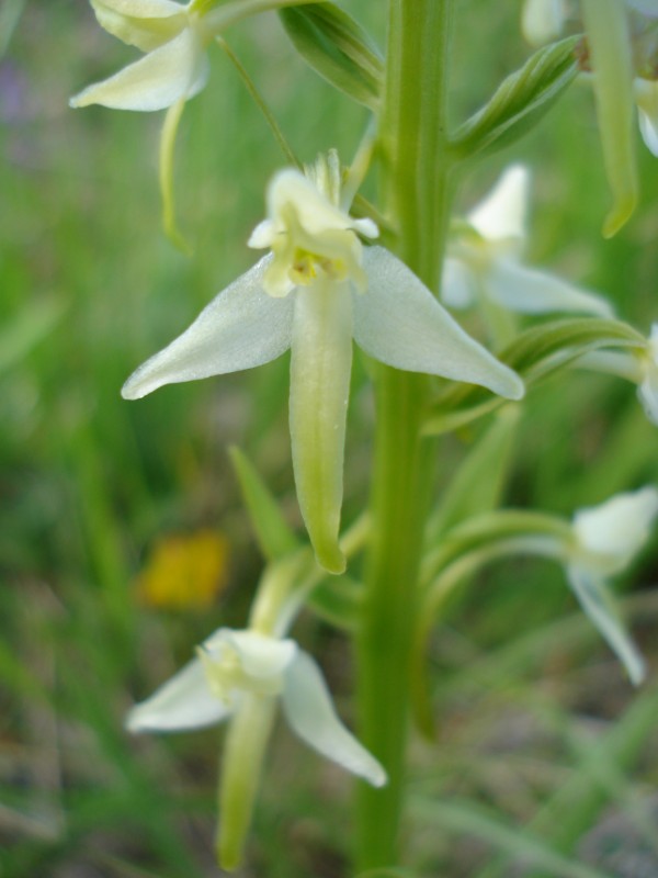 Platanthera chlorantha