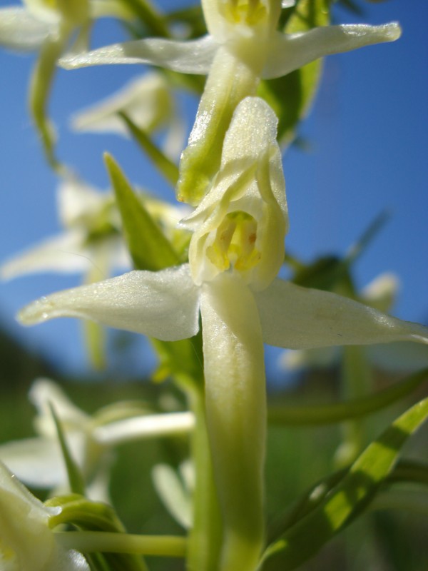 Platanthera chlorantha