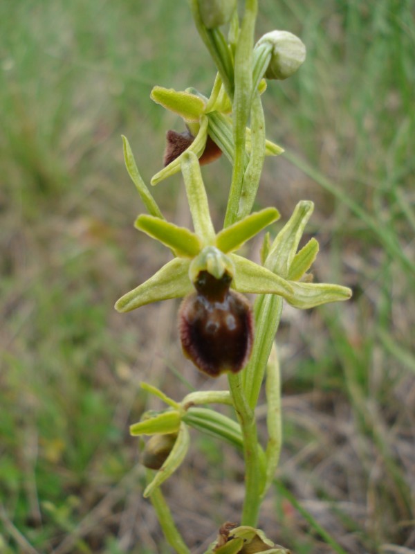 Ophrys sphegodes