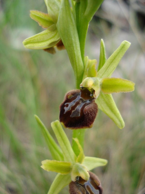 Ophrys sphegodes