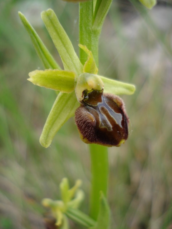 Ophrys sphegodes