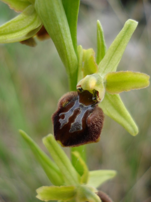 Ophrys sphegodes