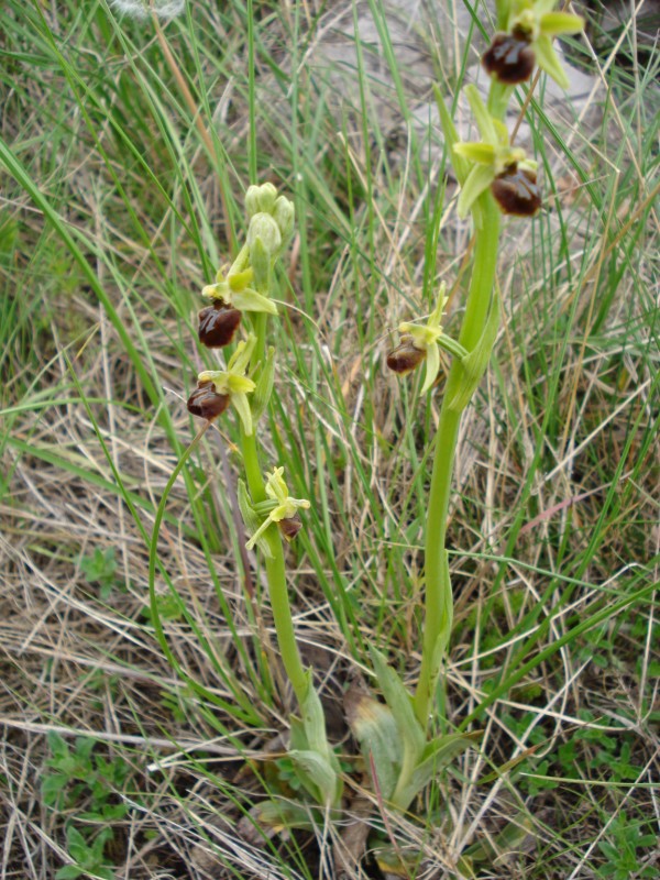 Ophrys sphegodes