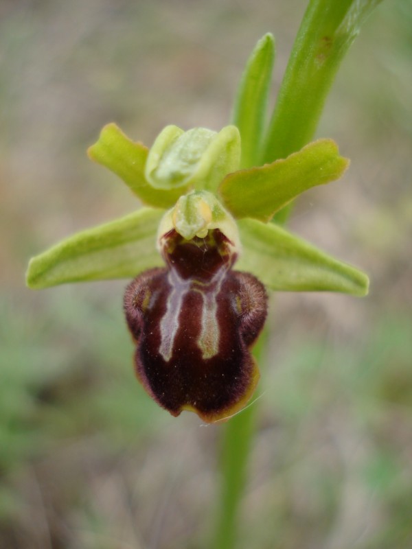 Ophrys sphegodes