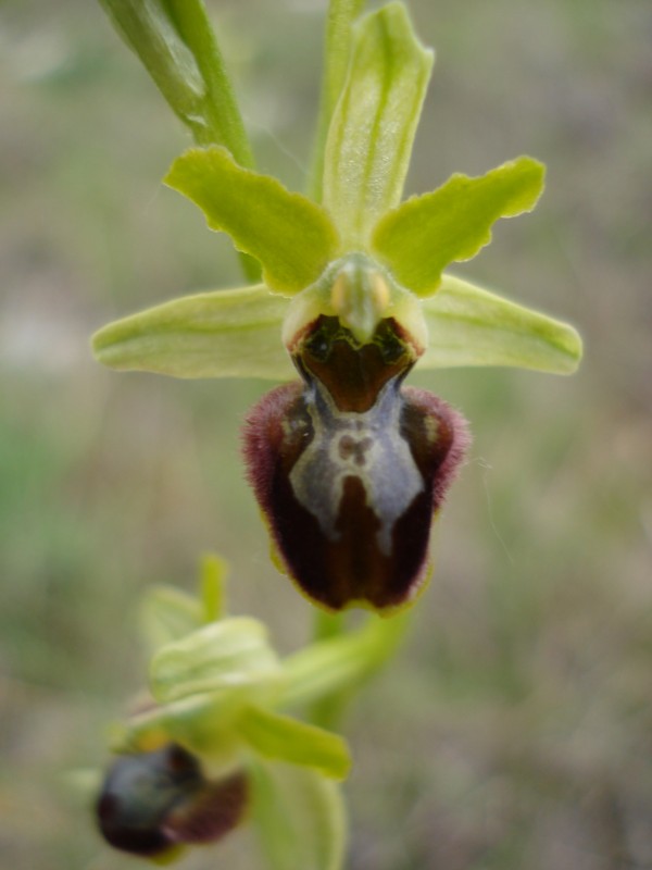 Ophrys sphegodes