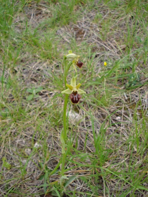 Ophrys sphegodes