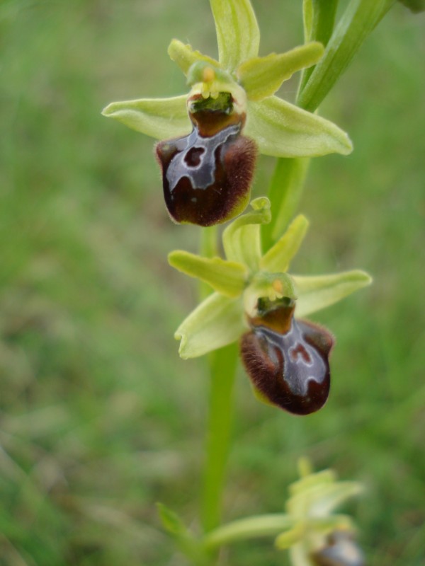 Ophrys sphegodes