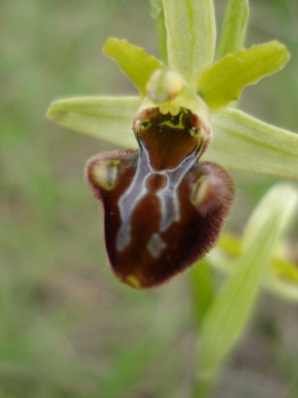 Ophrys sphegodes