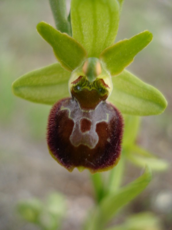 Ophrys sphegodes