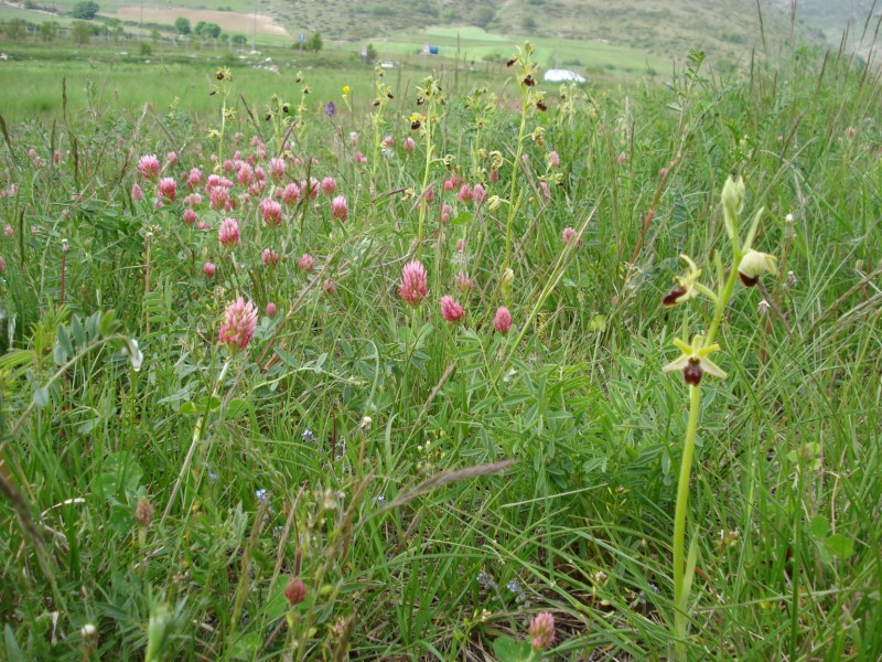 Ophrys sphegodes