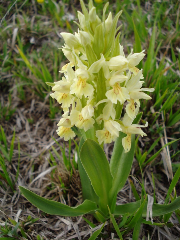 Dactylorhiza sambucina