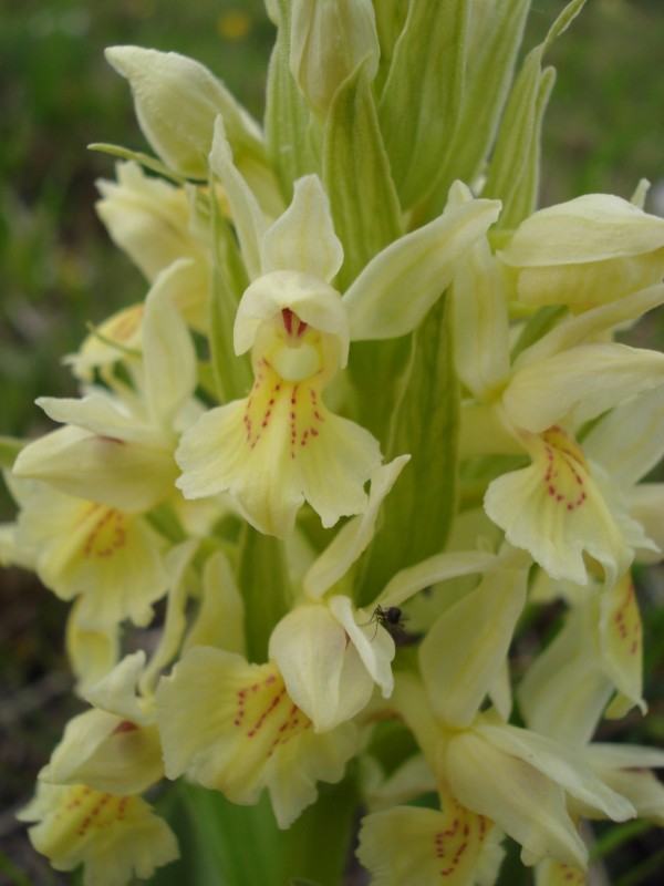 Dactylorhiza sambucina