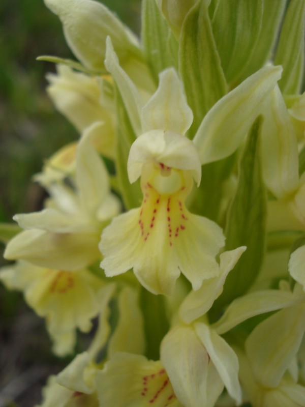 Dactylorhiza sambucina