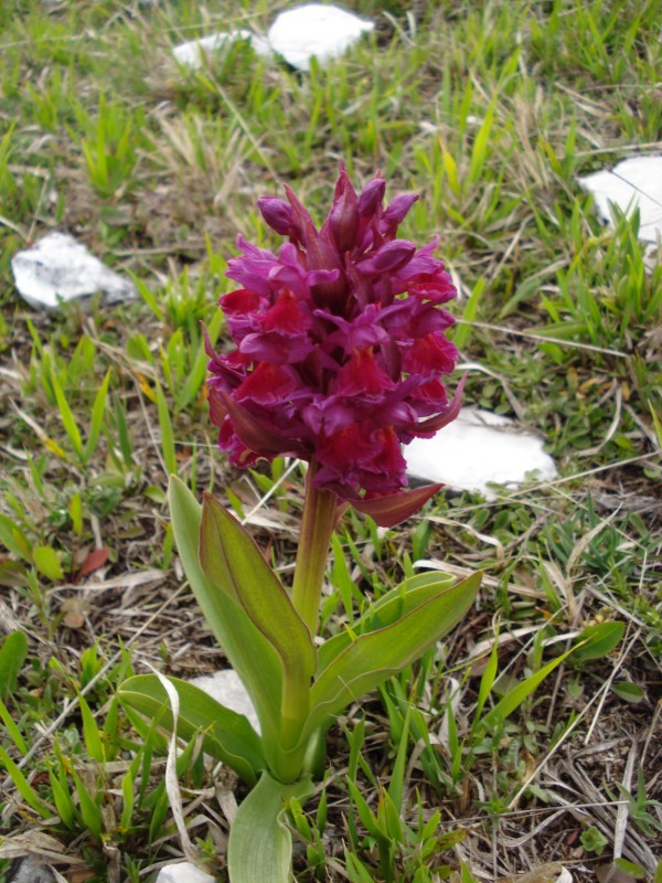 Dactylorhiza sambucina