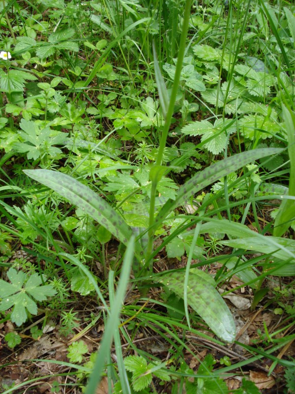 Dactylorhiza maculata ?