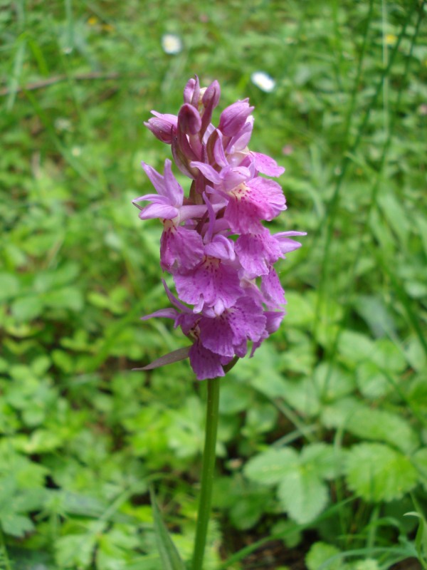 Dactylorhiza maculata ?