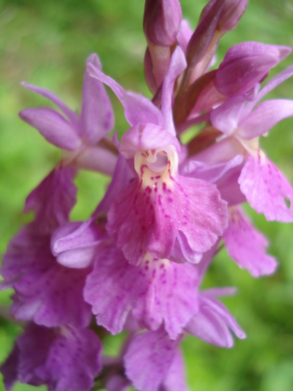 Dactylorhiza maculata ?