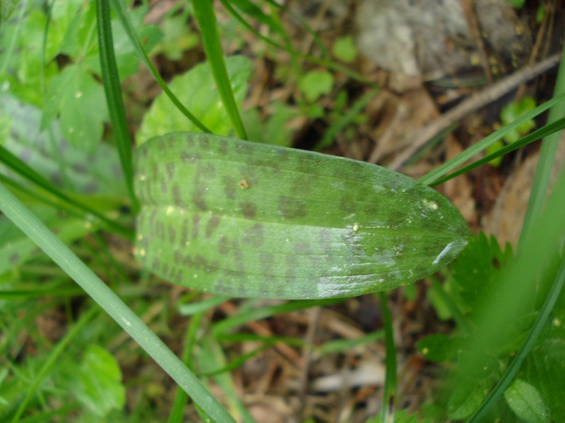 Dactylorhiza maculata ?