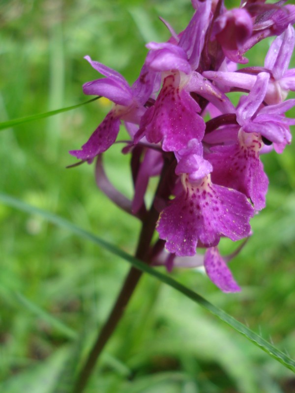 Dactylorhiza maculata ?