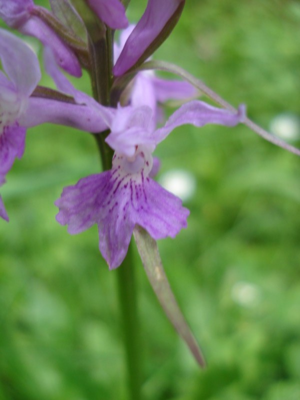 Dactylorhiza maculata ?