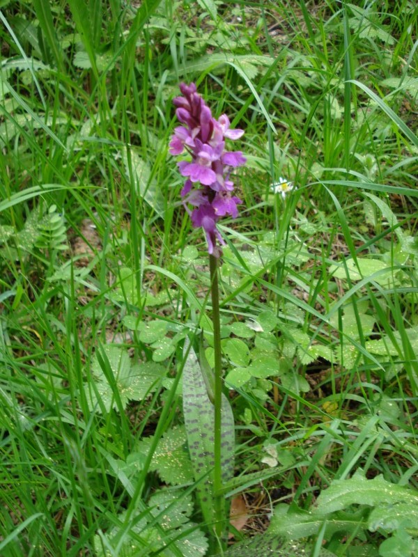 Dactylorhiza maculata ?