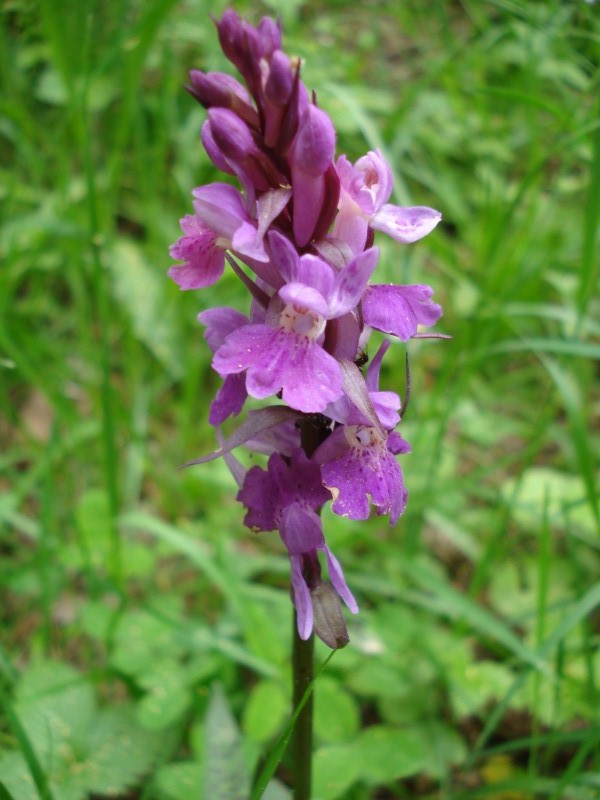 Dactylorhiza maculata ?